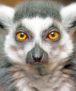 Raing Tailed Lemur Face Paint by numbers