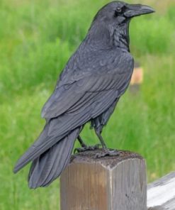 Ravens Bird paint by numbers