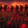 Soldiers Poppy Field Paint by numbers