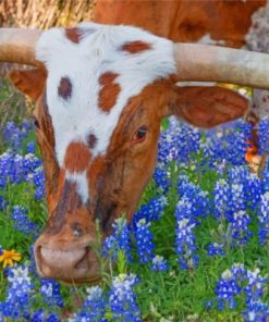 Texas Longhorn In Bluebonnets Paint by numbers