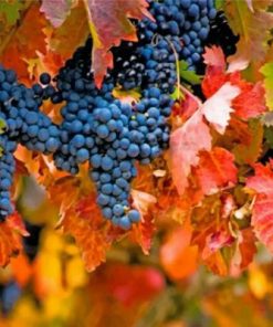 Vineyard And Leaves paint by numbers