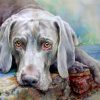 Weimaraner Dog Paint by numbers