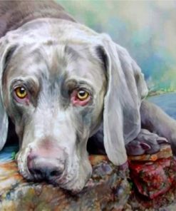 Weimaraner Dog Paint by numbers