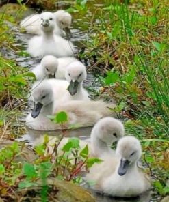 White Ducks In A Row Paint by numbers