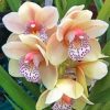 White Tiger Orchid Paint by numbers