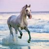 White Horse On Beach paint by numbers