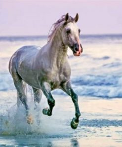 White Horse On Beach paint by numbers