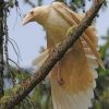 White Ravens Paint by numbers