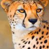 Wild Cheetah Paint by numbers