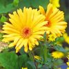 Yellow Gerbera Daisy Paint by numbers
