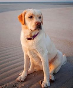 Yellow Lab Paint by numbers