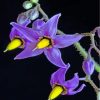 poisonous-nightshade-flower-paint-by-numbers