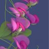 sweet-peas-paint-by-numbers