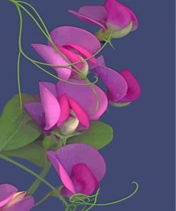 sweet-peas-paint-by-numbers