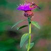 Bee On Scottish Thistle paint by numbers