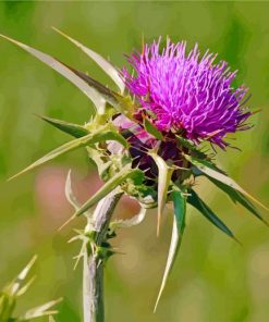 Scottish Thistle paint by numbers