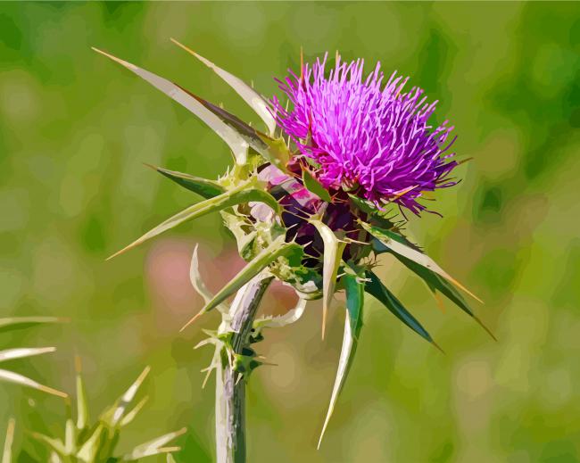 Scottish Thistle paint by numbers