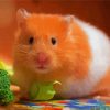 Brown And White Hamster panels paint by numbers