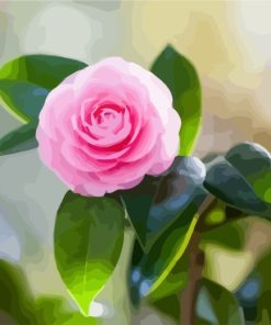 Pink Camellia paint by numbers