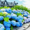 Blue Hydrangeas paint by numbe