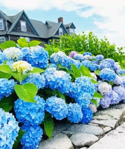 Blue Hydrangeas paint by numbe