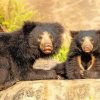Sloth Bears paint by numbe