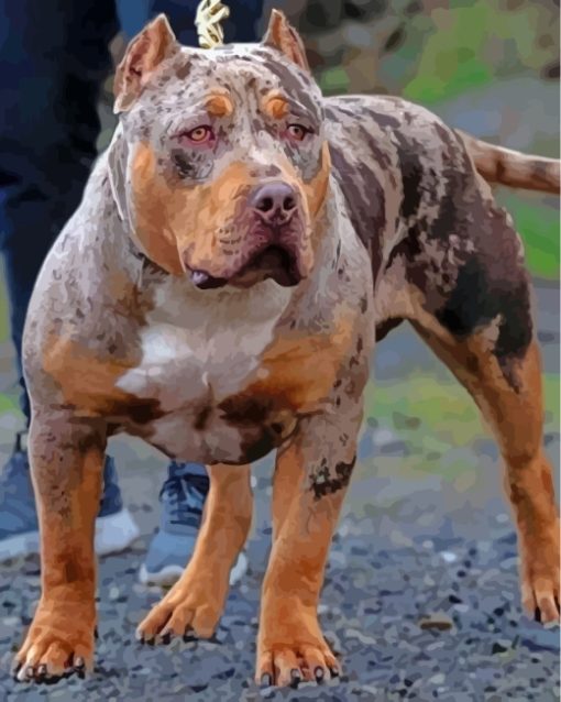 American Bully Paint By Numbers