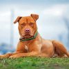 Brown American Bully Paint By Numbers