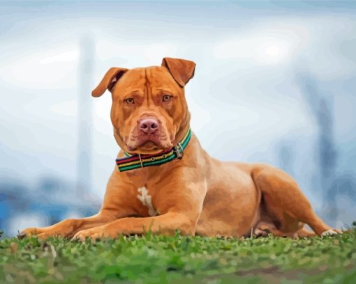 Brown American Bully Paint By Numbers
