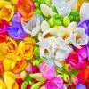 Colorful Freesias paint by number