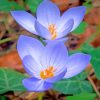 Beautiful Crocus paint by number