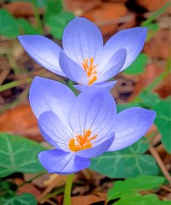 Beautiful Crocus paint by number