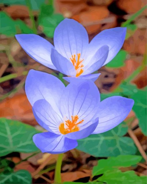 Beautiful Crocus paint by number