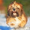 Lhasa Apso paint by numbers