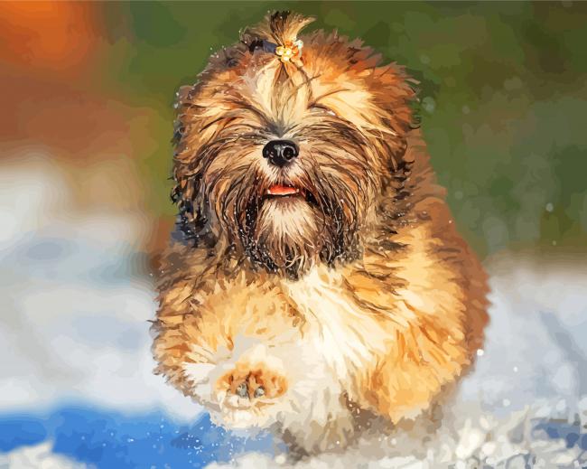 Lhasa Apso paint by numbers