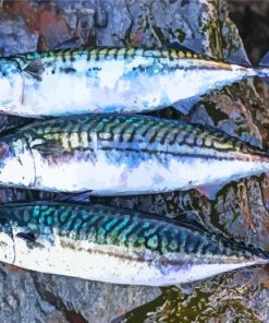 Mackerel Fish paint by numbers