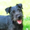 Patterdale Dog Paint by numbers