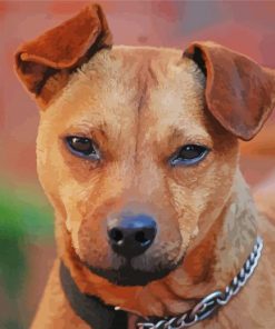 Patterdale Terrier Dog paint by numbers