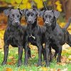 Patterdale diamond painting Paint by numbers