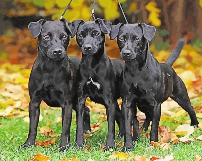 Patterdale diamond painting Paint by numbers