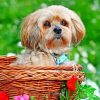 Aesthetic Lhasa Apso paint by numbers