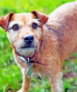 Cute Patterdale Terrier paint by numbers