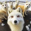 Arctic Foxes Paint by numbers