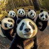 Pandas Selfie Paint by numbers