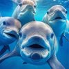 Cute Dolphins Paint by numbers