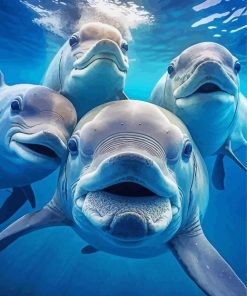 Cute Dolphins Paint by numbers