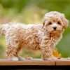 Maltipoo paint by numbers