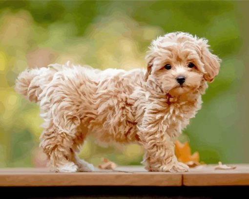 Maltipoo paint by numbers