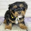 Yorkiepoo Paint By Numbers