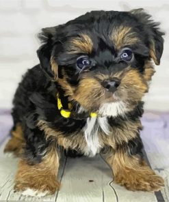 Yorkiepoo Paint By Numbers